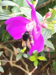Bombus eximius