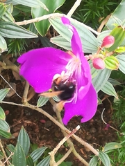 Bombus eximius