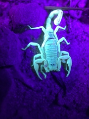 Smeringurus vachoni