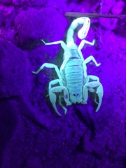 Smeringurus vachoni