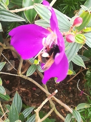 Bombus eximius
