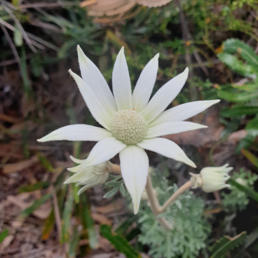Flannel Flower