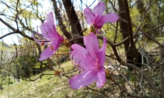 Rhododendron wadanum