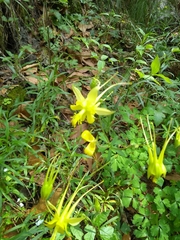 Aquilegia longissima