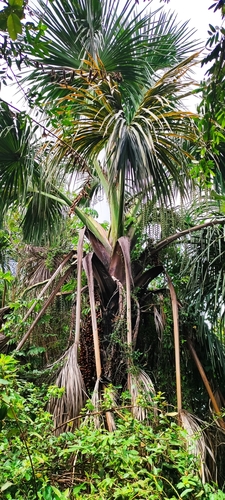 moriche palm