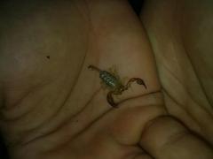 Euscorpius sicanus