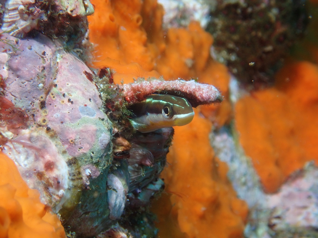 piano-fangblenny-from-long-reef-beach-new-south-wales-2097-australia