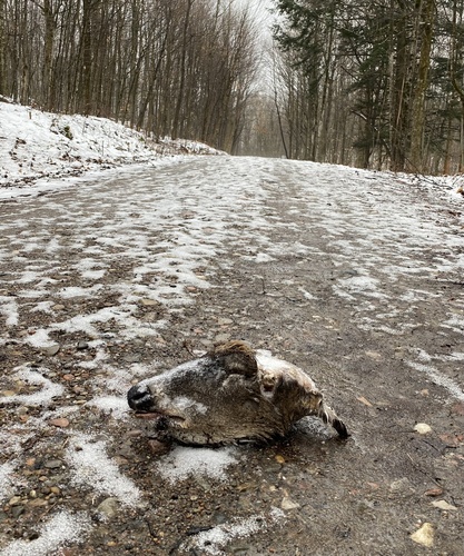 White-tailed Deer photographed in New York