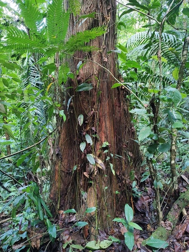 Hyeronima alchorneoides - Whole tree