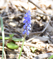 Muscari botryoides