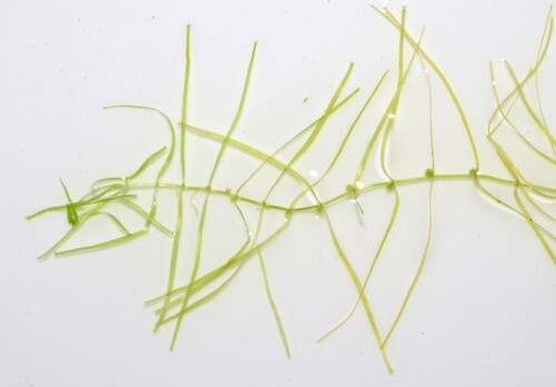 Fassett's water-starwort (Callitriche fassettii)