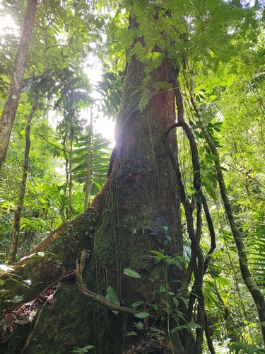 Hyeronima alchorneoides - Whole tree