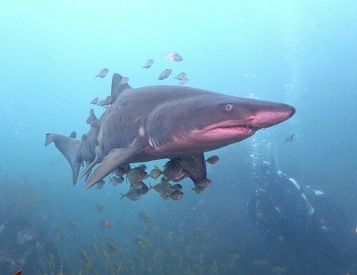 Sand Tiger Shark, photo 9 of 9