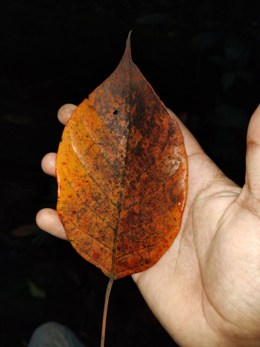 Hyeronima alchorneoides - Leaves