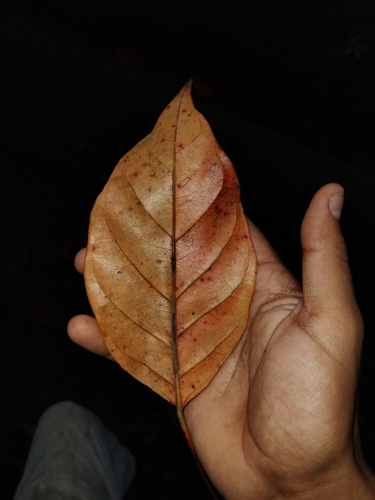 Hyeronima alchorneoides - Leaves