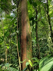 Minquartia guianensis image