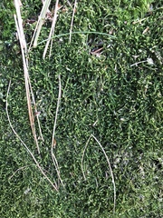 Odontoschisma sphagni