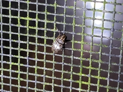 Toxonotus cornutus
