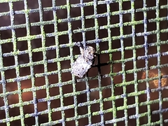 Toxonotus cornutus
