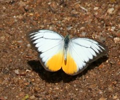 Cepora iudith malaya