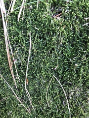 Odontoschisma sphagni