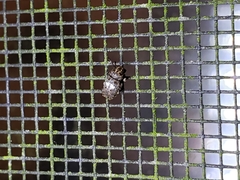 Toxonotus cornutus