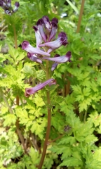 Corydalis incisa