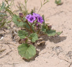 Phacelia pulchella gooddingii