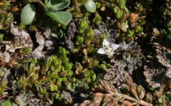 Crassula sinclairii