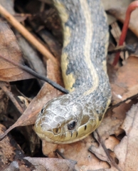 Thamnophis sirtalis semifasciatus