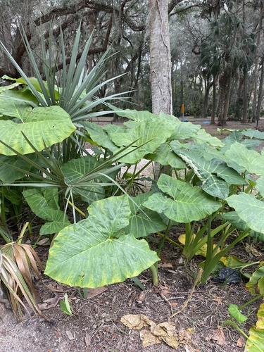 Xanthosoma sagittifolium