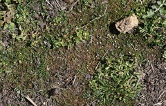 Crassula sinclairii