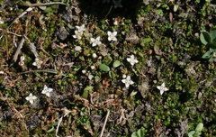 Crassula sinclairii