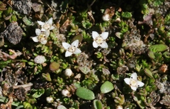 Crassula sinclairii