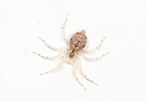 Wall Spider photo 6