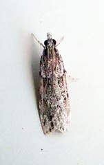 Scoparia chalicodes