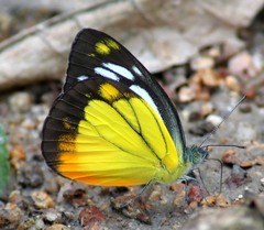 Cepora iudith malaya