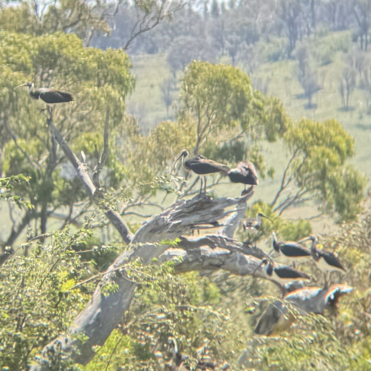 Straw-necked Ibis illustration