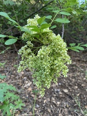 Fraxinus dipetala