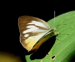 Cepora iudith malaya