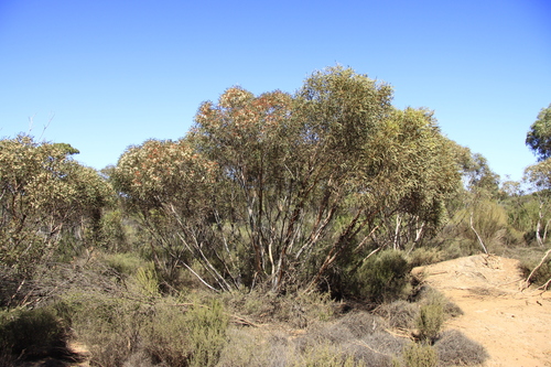 Eucalyptus exigua Brooker & Hopper