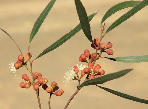 Eucalyptus exigua Brooker & Hopper 2