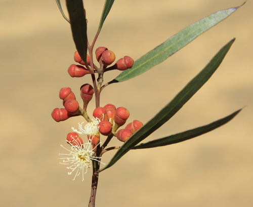 Eucalyptus exigua Brooker & Hopper 3