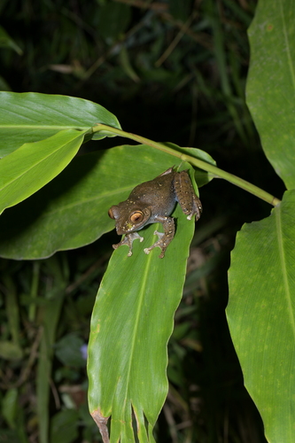 Madagascar Bright-eyed Frog, Boophis madagascariensis