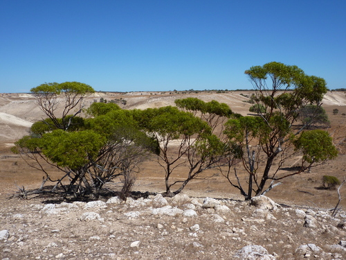 Eucalyptus baudiniana 2
