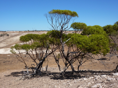 Eucalyptus baudiniana