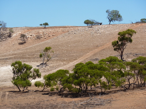 Eucalyptus baudiniana 3