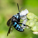 Blue-spotted Cloak-and-dagger Bee - Photo (c) David Francis, some rights reserved (CC BY-NC), uploaded by David Francis