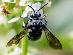 Thyreus caeruleopunctatus