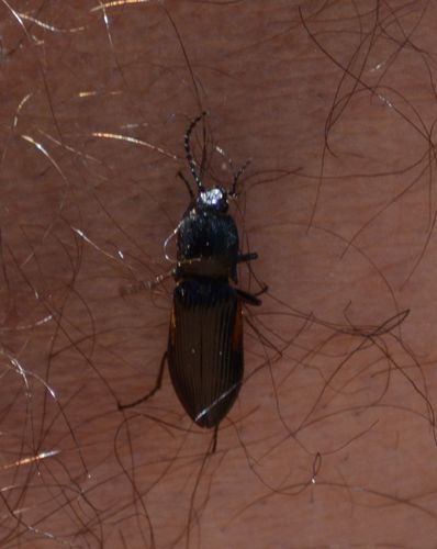 iNaturalist observation photo of Click Beetles